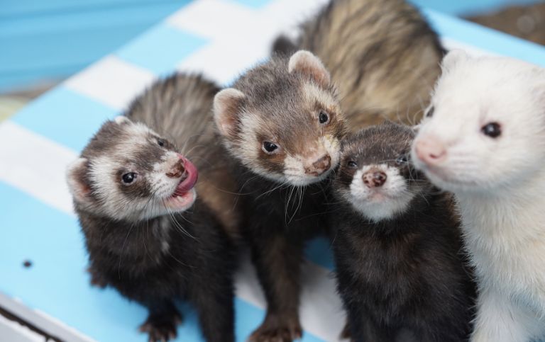 For pet ferrets, there is Animal Health Insurance